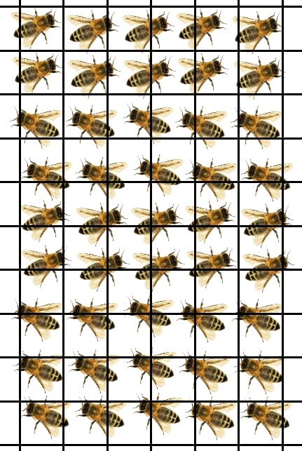 Bee Digital File